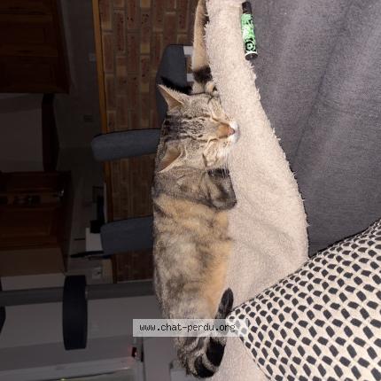 Photo 1/1 Oslow Chat perdu à Cheptainville