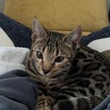 Photo de chat perdu à Chambly