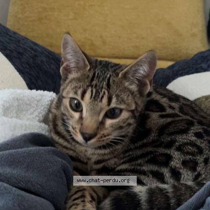 Photo 1/1 Maya Chat perdu à Chambly