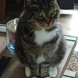 Photo de chat perdu à Aywaille