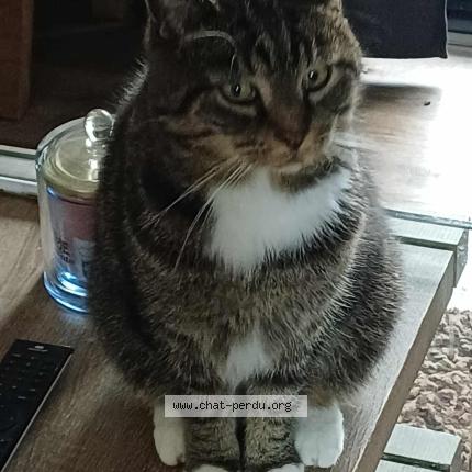 Photo 1/1 mitsi Chat perdu à Aywaille