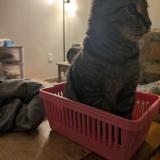 Photo de chat perdu à Quebec