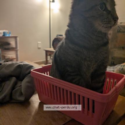 Photo 1/1 Minoune Chat perdu à Quebec