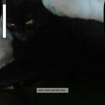 Photo 1/1 Zenouba alias zenou Chat perdu à Wavre