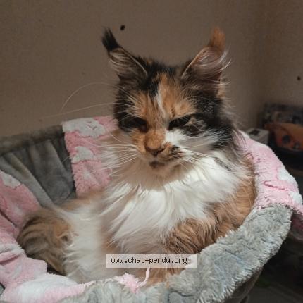 Photo 1/2 Sublyme Chat perdu à Paris