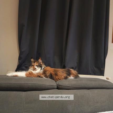 Photo 2/2 Sublyme Chat perdu à Paris