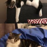 Photo de chat perdu à Ronchin