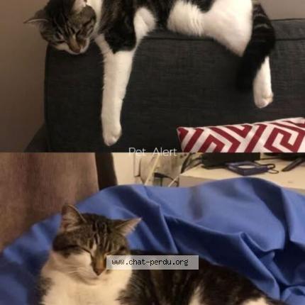 Photo 1/1 Grisou Chat perdu à Ronchin