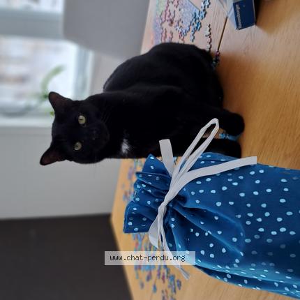 Photo 1/1 Carbone Chat perdu à Shefford