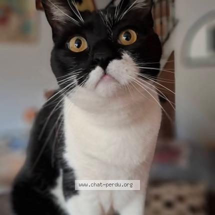 Photo 1/1 Pirate Chat perdu à L isle sur la sorgue