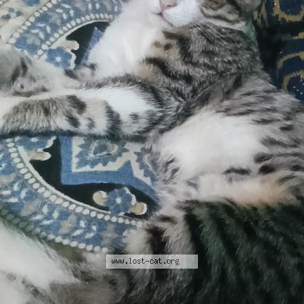 Photo 1/1 Gunda Chat perdu à Banglore