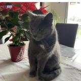 Photo de chat perdu à Tomblaine