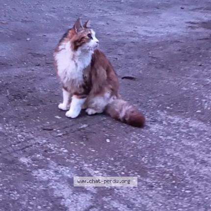 Photo 1/1 Poppy Chat perdu à Albi