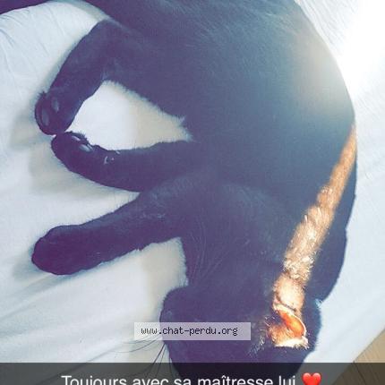 Photo 1/1 Christina Chat perdu à Cozes