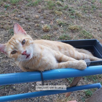 Photo 1/1 Rio Chat perdu à Toulouse