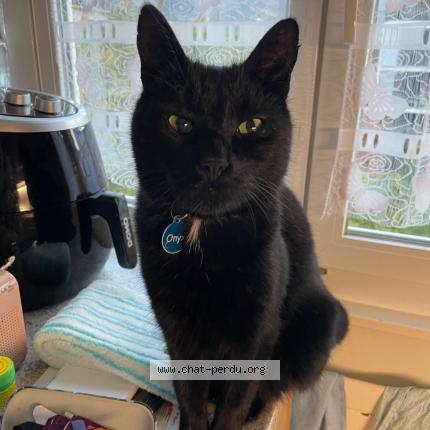 Photo 1/1 Onyx Chat perdu à Martigny