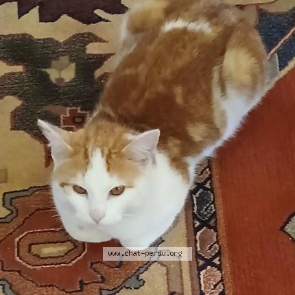 Photo 1/1 Abricot Chat perdu à Plomb