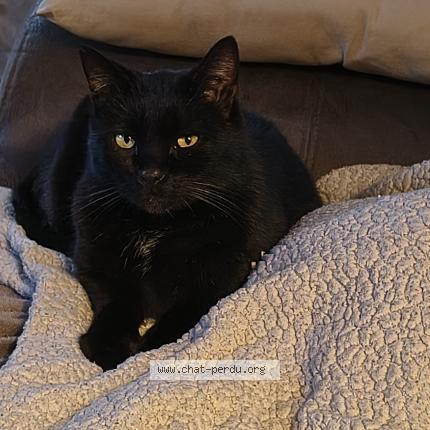 Photo 1/1 Chat trouvé Trouvé à Compiegne