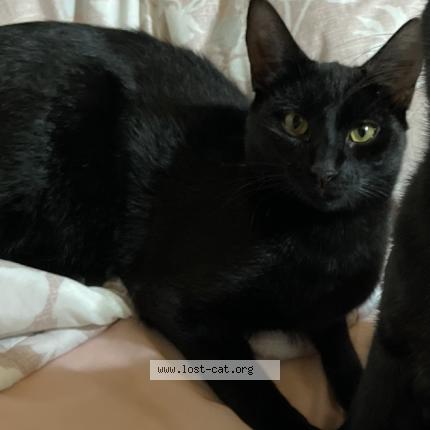 Photo 1/1 Tattens Chat perdu à Hillcrest durban