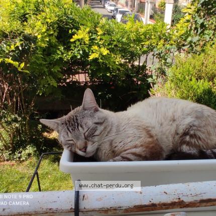 Photo 1/3 Oslo Chat perdu à Creil