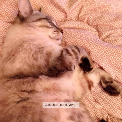 Photo 2/3 Oslo Chat perdu à Creil