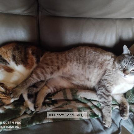 Photo 3/3 Oslo Chat perdu à Creil