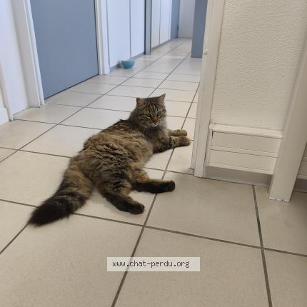 Photo 1/1 Chat trouvé Trouvé à Lespinasse