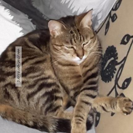 Photo 2/2 Lilas Chat perdu à Viarmes