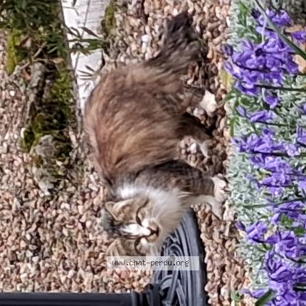 Photo 1/1 Chat trouvé Trouvé à Messe 79120