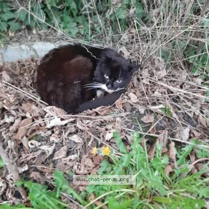 Photo 1/1 Chat trouvé Trouvé à Ourton
