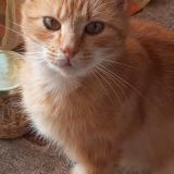 Photo de chat perdu à Le Monteil Au Vicomte