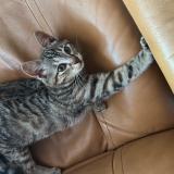 Photo de chat perdu à Le Mans