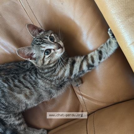 Photo 1/1 Mimie Chat perdu à Le mans