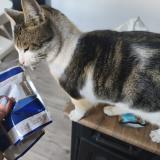 Photo de chat perdu à La Seyne Sur Mer