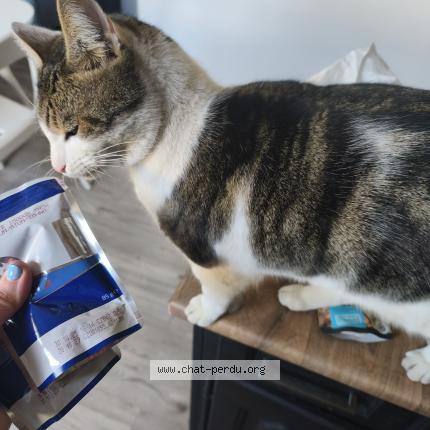 Photo 1/1 Joé Chat perdu à La seyne sur mer