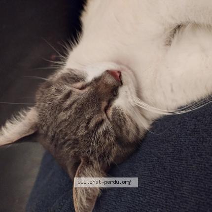 Photo 1/1 Chatoune Chat perdu à Aschbach