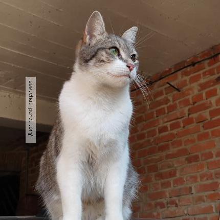 Photo 1/1 Chatoune Chat perdu à Aschbach