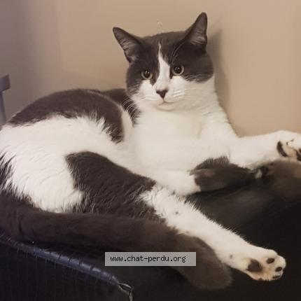 Photo 1/1 FILOU Chat perdu à Beauvais