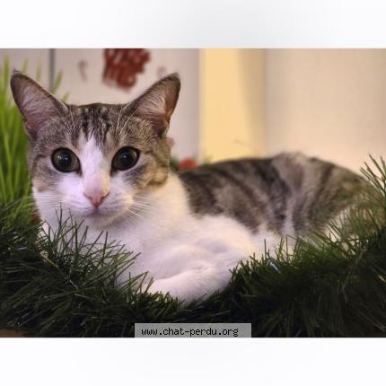 Photo 1/1 NALA Chat perdu à Lespignan