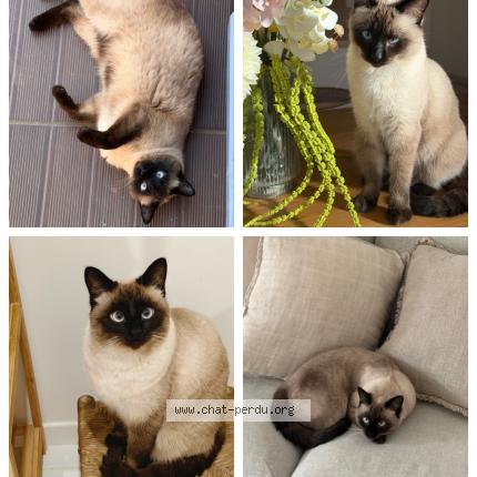 Photo 1/1 Oia Chat perdu à Caumont sur durance