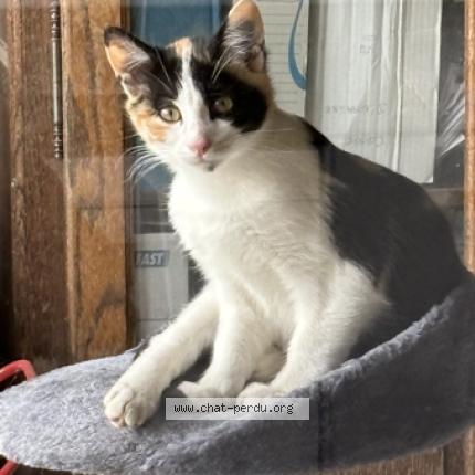 Photo 1/1 Câline Chat perdu à Servant