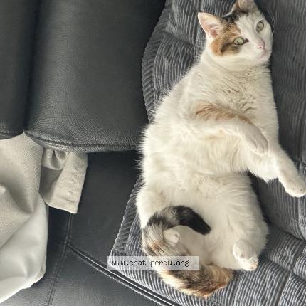 Photo 1/1 Sakura Chat perdu à Sartrouville