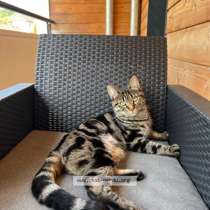 Photo 1/1 Milou Chat perdu à Rouen