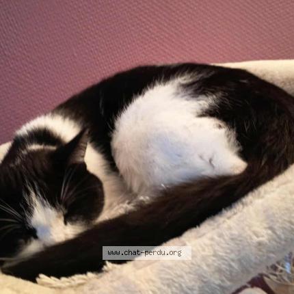 Photo 1/1 Lucky Chat perdu à Evry courcouronnes