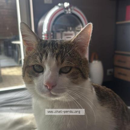 Photo 1/1 Lulu Chat perdu à Liege