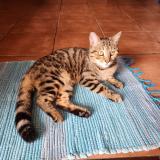 Photo de chat trouvé à Saint Francois