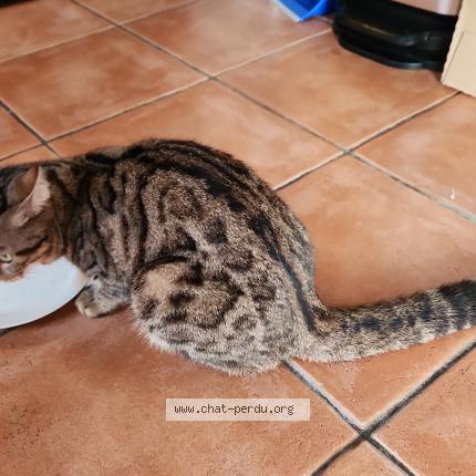 Photo 1/1 Chat trouvé Trouvé à Saint francois