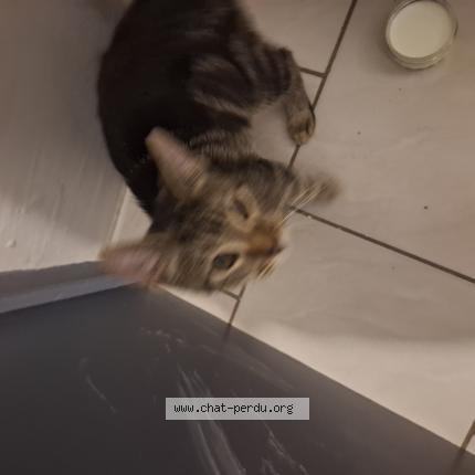 Photo 1/1 Chat trouvé Trouvé à Roubaix