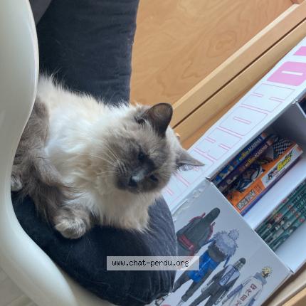 Photo 1/1 Oogarden Chat perdu à La montagne