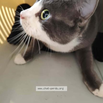 Photo 1/1 Chat trouvé Trouvé à Montauban